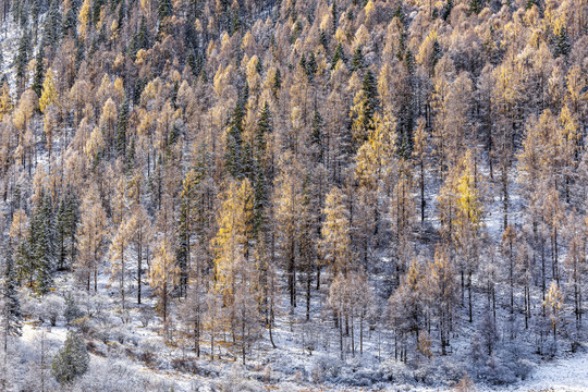 秋冬季节雪后的山林