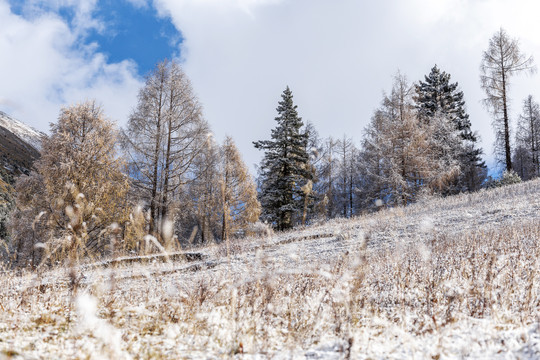 秋冬季节雪后的山林