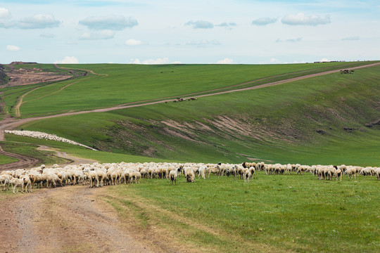 夏季草原牧场羊群
