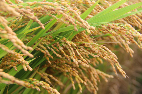 粮田稻米