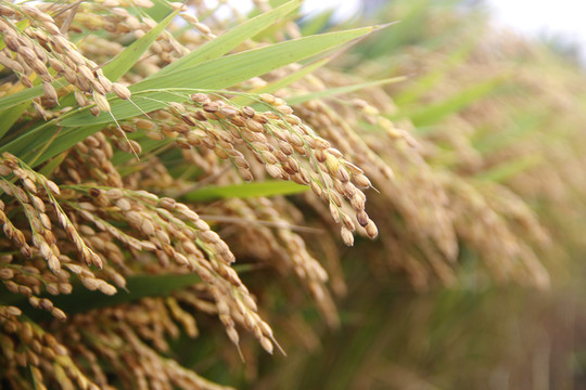优质稻田稻米