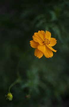 黄色秋英花卉特写