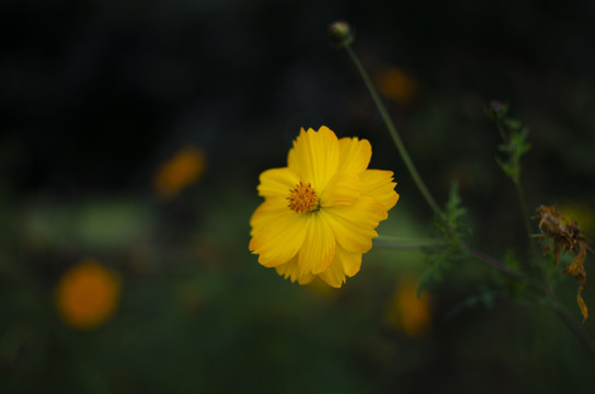 唯美秋英花卉