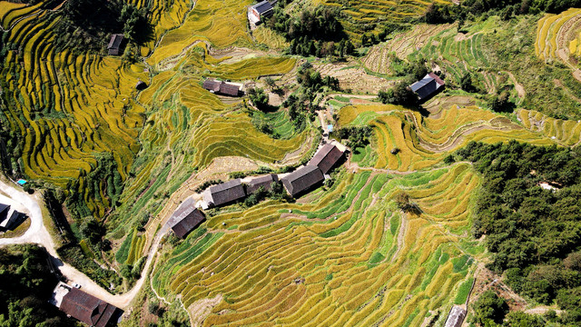 湖南新化紫鹊界梯田九龙坡秋景