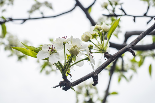 梨花苹果梨花