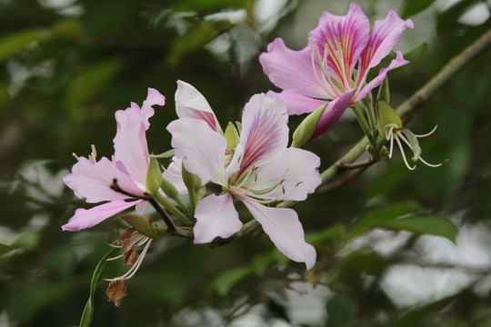 紫荆花