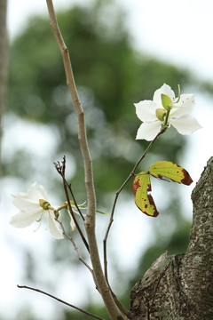 紫荆花