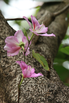 紫荆花