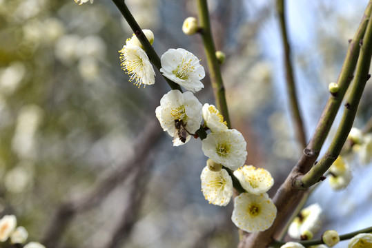 腊梅花开