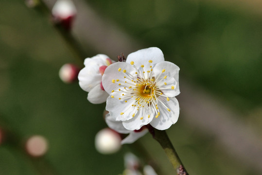 腊梅花开