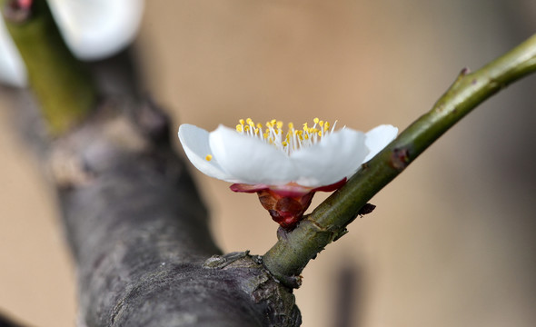 腊梅花开