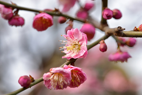 梅花盛开