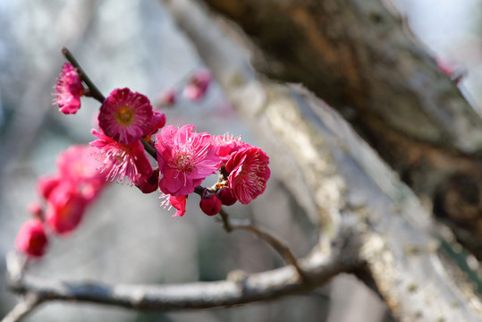 盛开的梅花