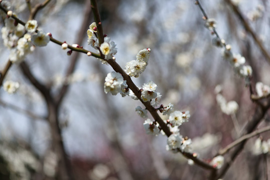 冬日梅花