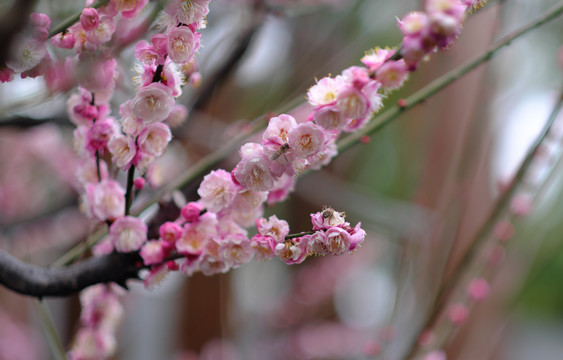 冬日梅花