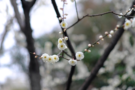 梅花盛开