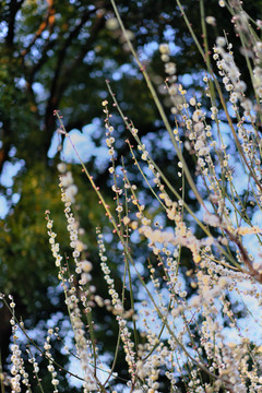 梅花盛开的季节