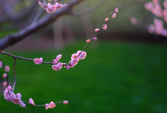 梅花盛开的季节