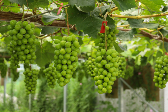 绿提子葡萄种植果园