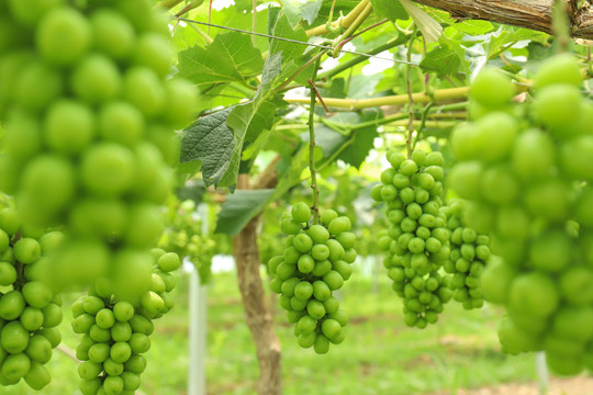 青提子绿葡萄种植果园