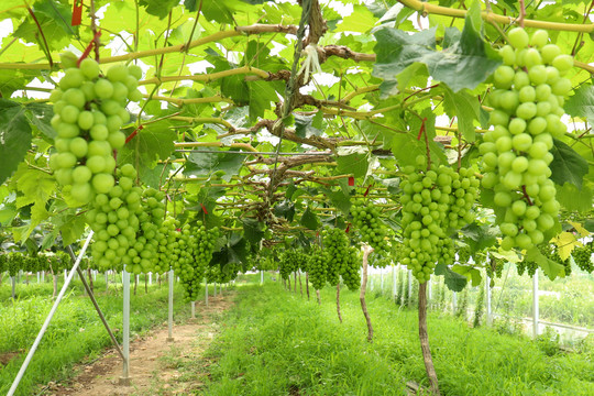 阳光玫瑰葡萄种植果园