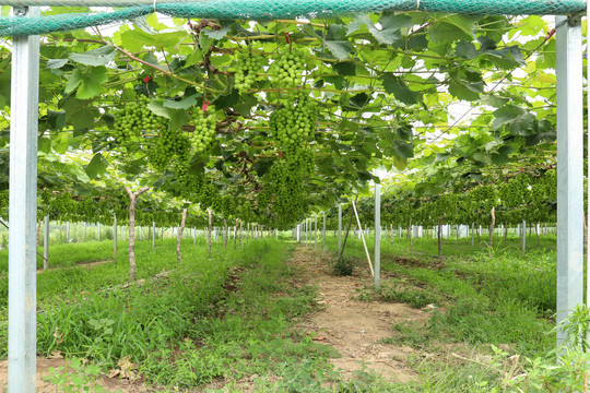 葡萄藤种植果园