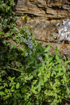 黄荆