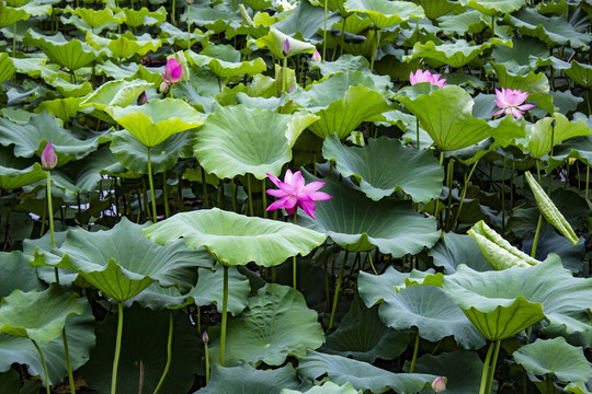 荷花素材