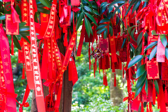 桂平西山风景名胜区许愿树