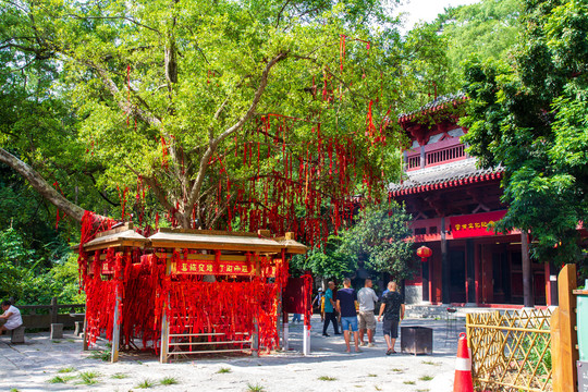 桂平西山风景名胜区许愿树