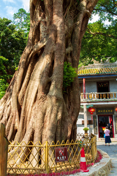 桂平西山风景名胜区黄葛榕