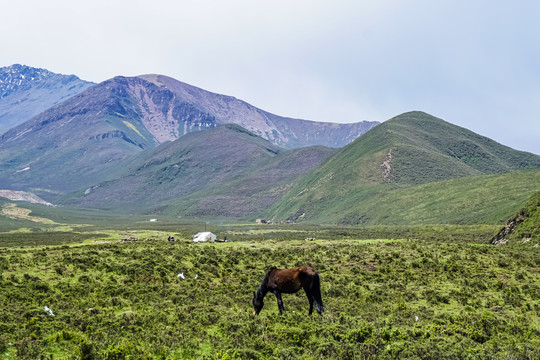 高山骏马