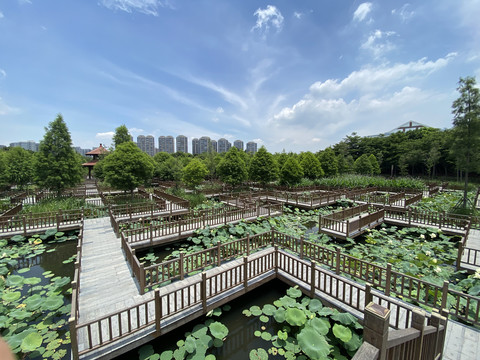 五缘湾湿地公园迷宫