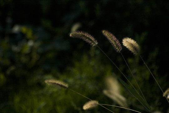 狗尾巴草