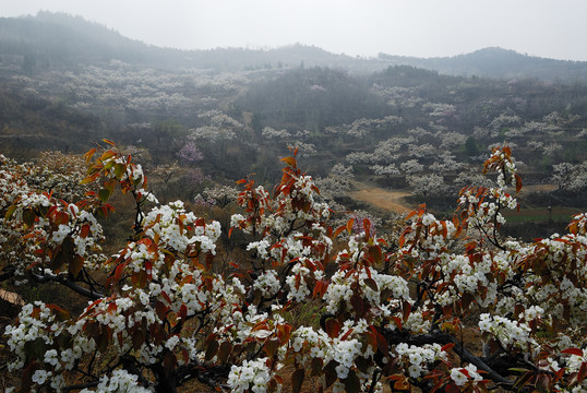 梨花漫山遍野开放