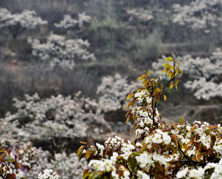 梨花漫山遍野开放