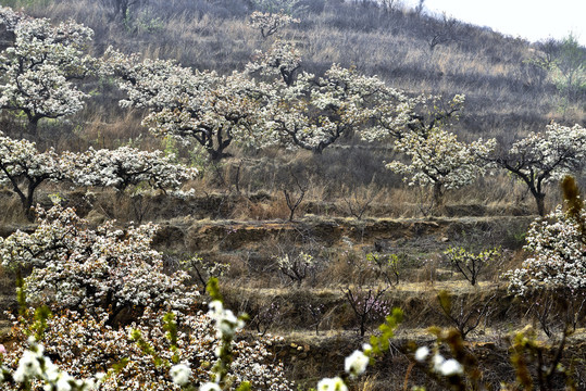 梨花漫山遍野开放