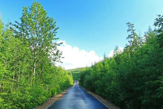 大兴安岭林区森林公路风景