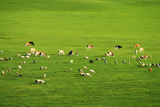 绿色牧场牛群羊群