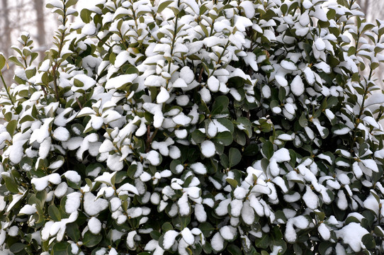 黄杨上的雪