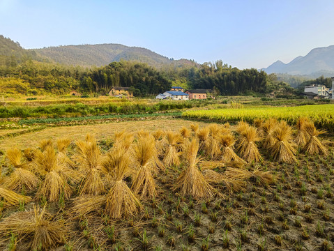 秋收山村