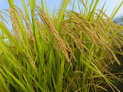 乡村稻田优质稻米