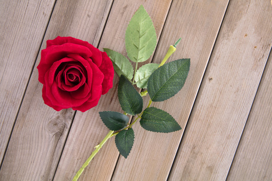 一支被拿掉花朵的红玫瑰