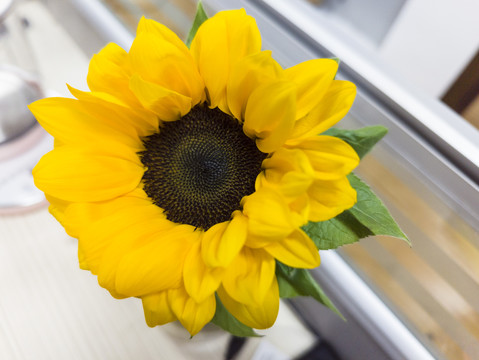 办公室一朵向日葵