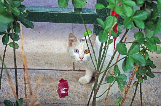 一只流浪猫