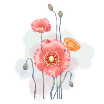 虞美人插畫設計