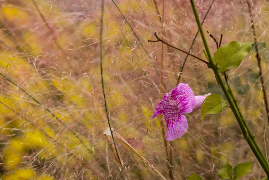 非洲凌霄花