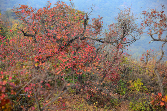 北京香山红叶