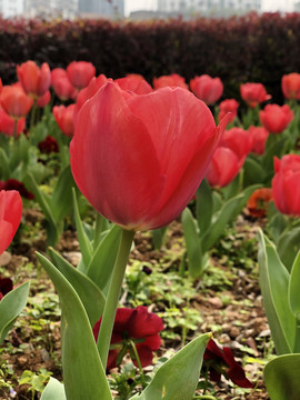 郁金香花