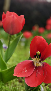 郁金香花